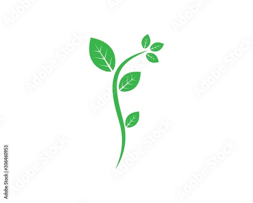 mint leaf illustration vector template