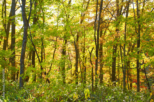秋の森 © makieni
