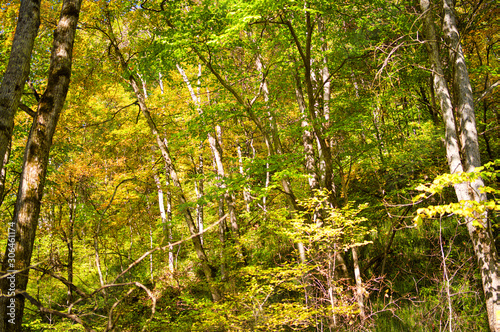 秋の森 © makieni