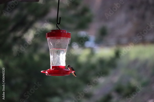 The silhouettes of hummingbirds