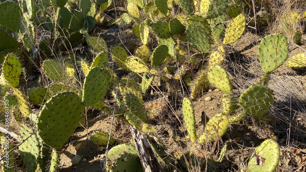 cactus cactus