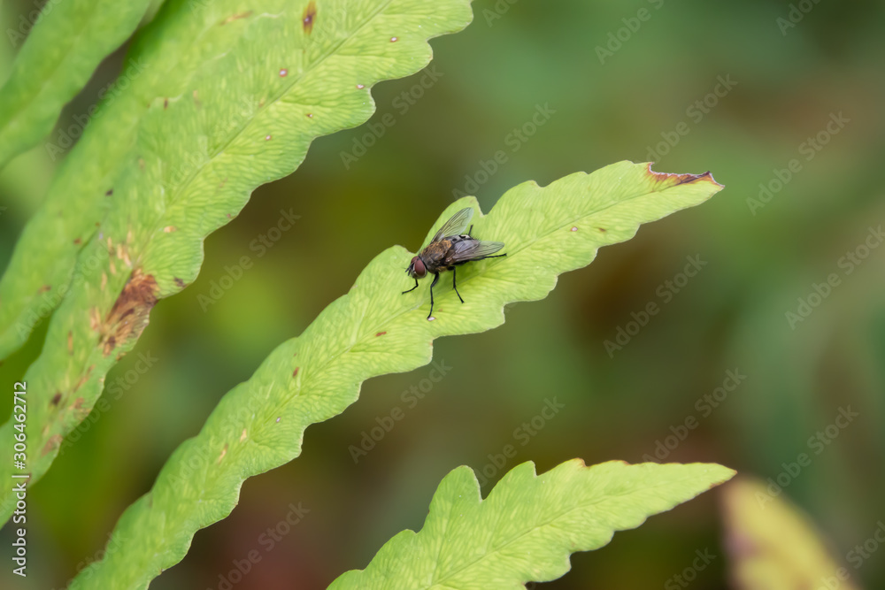 Cluster Fly on Leaf in Summer Cluster Fly on Leaf in Summer