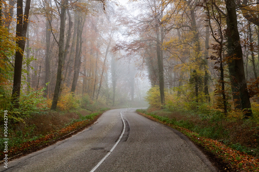 beautiful foggy forest in autumn