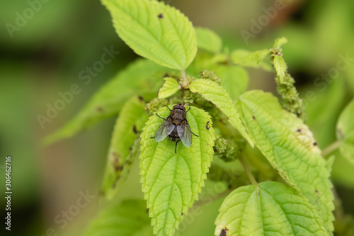 Cluster Fly on Leaf in Summer