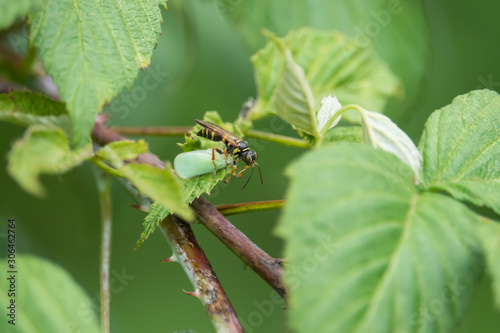 Sand Wasp With Prey in Summer