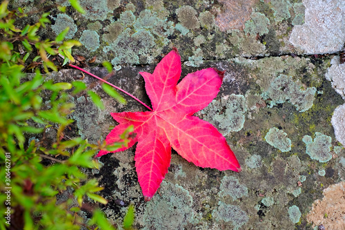 Vibrant red autumn leaf on the ground (Liquidambar styraciflua) American sweetgum tree.