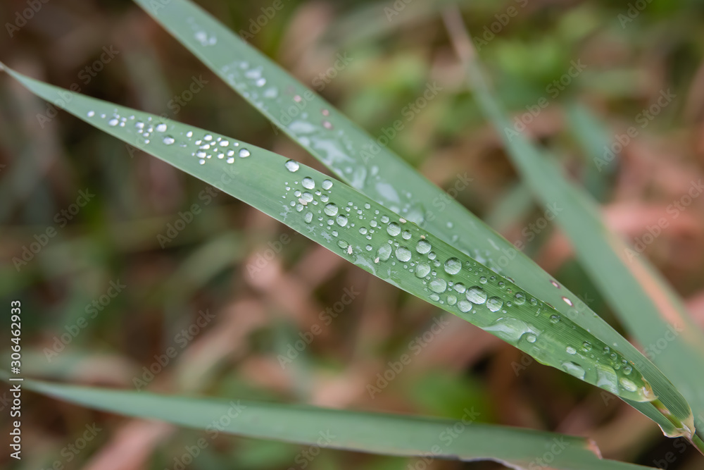 Obraz premium Rain on Grass Leaf in Summer
