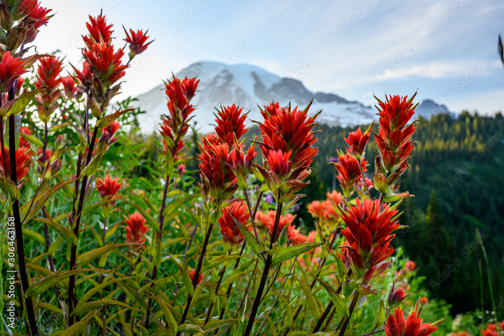 Orange Paintbrush Flowers with Mount Rainier in background