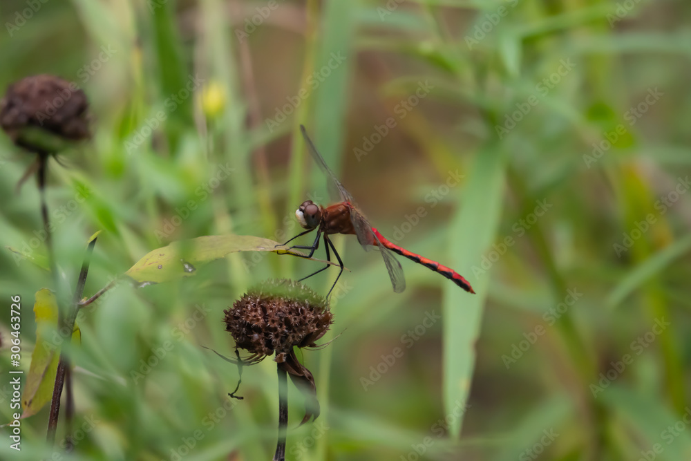 Meadowhawk Dragonfly on Leaf in Summer Meadowhawk Dragonfly on Leaf in Summer