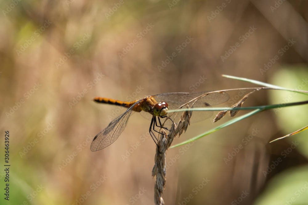 Meadowhawk Dragonfly on Grass Inflorescence in Summer Meadowhawk Dragonfly on Grass Inflorescence in Summer