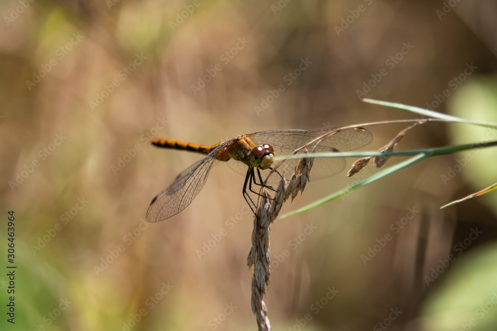 Meadowhawk Dragonfly on Grass Inflorescence in Summer Meadowhawk Dragonfly on Grass Inflorescence in Summer