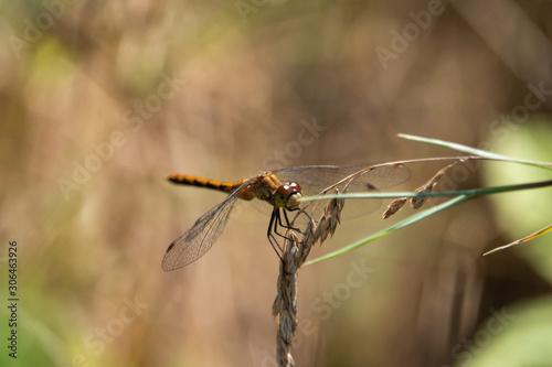 Meadowhawk Dragonfly on Grass Inflorescence in Summer