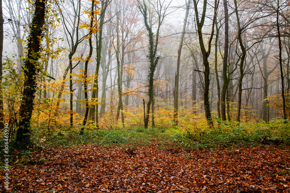 beautiful foggy forest in autumn