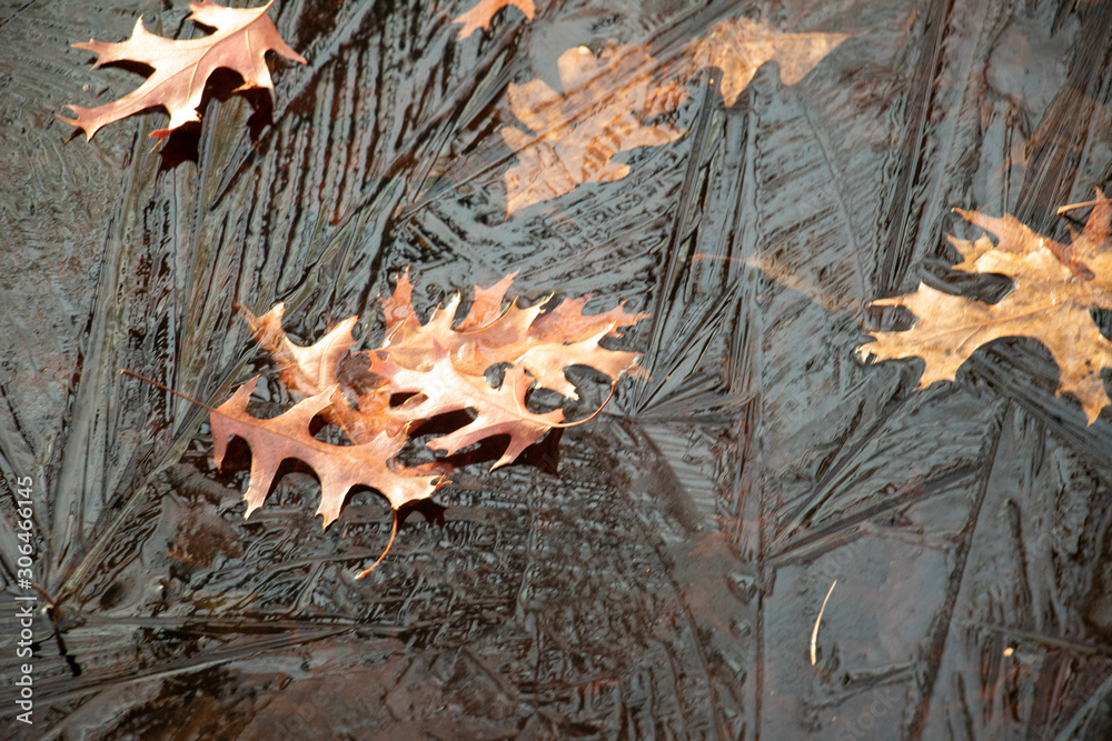 Dry Fall Leaves Trapped in the Thin Ice Changing of the seasons. Fall into winter. Beautiful crackly ice preserving the crunchy brown autumn leaves.