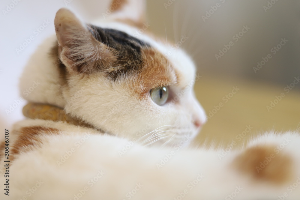 Obraz premium cat lying on a bed