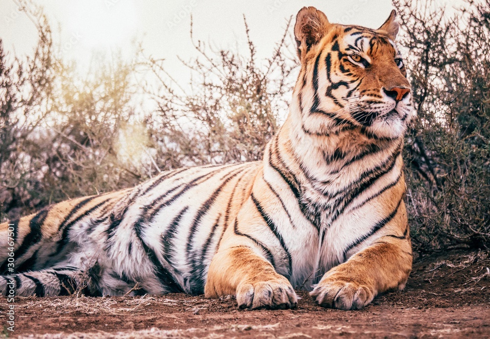 Obraz premium Beautiful bengal tiger from a low angle view, vintage style.