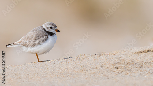 A Piping Plover standing on the beach.