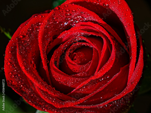 Close up of rose petals rose macro