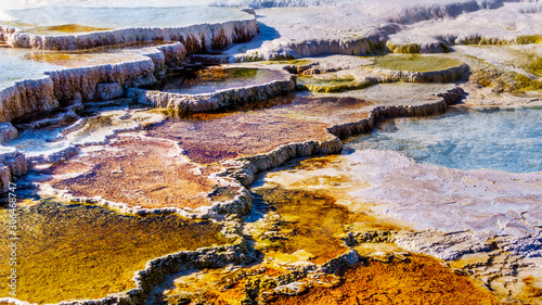 Brown Bacteria Mats created by cyanobacteria in the water of the Travertine Terraces formed by the Geysers on the Main Terrace at Mammoth Hot Springs in Yellowstone National Park  Wyoming  USA