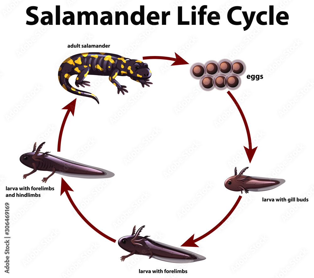 Diagram showing life cycle of salamander Stock Vector | Adobe Stock