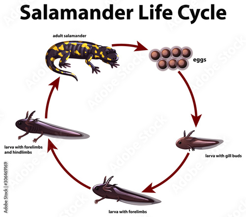 Diagram showing life cycle of salamander