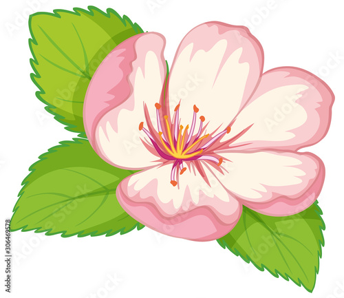 Pink flower on white background