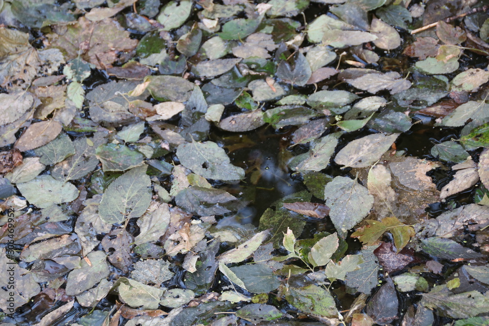 autumn leaves autumn leaves