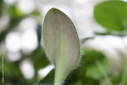 bud of a flower