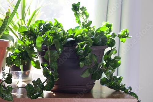 green plant in pot