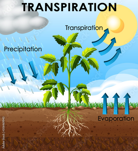 Diagram showing transpiration of plant