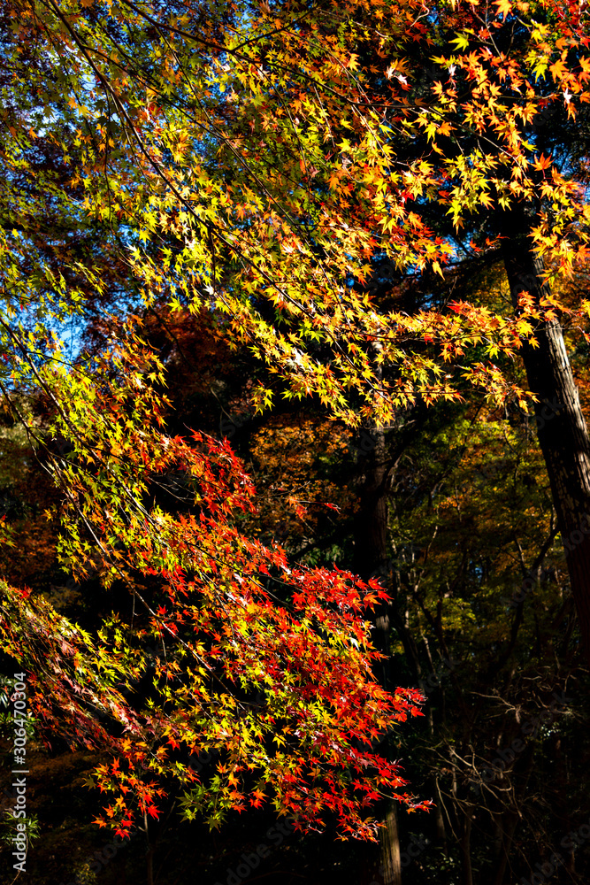 Autumn leaf colors of maple trees in Japan