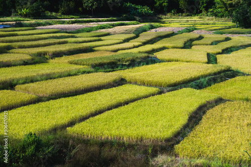 Golden Terraced Rice Field