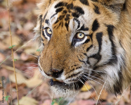 Fototapeta Naklejka Na Ścianę i Meble -  Biggest Tiger in Bandhavgarh