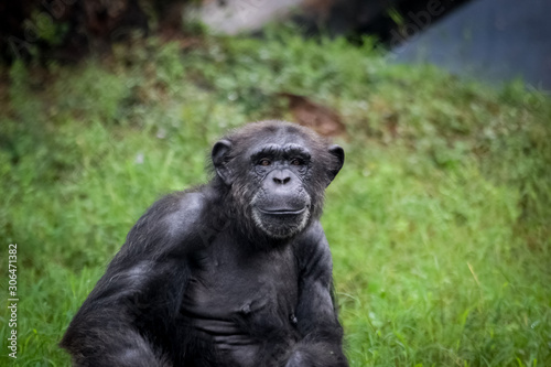 Common chimpanzee © Suman