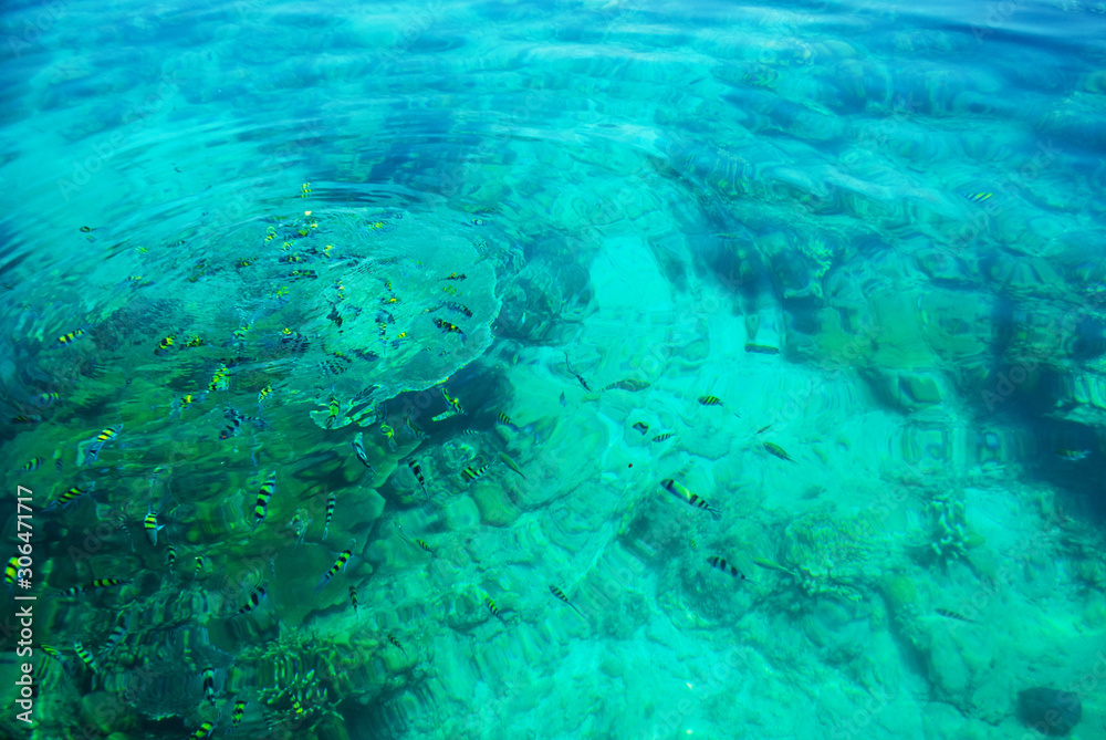 Fototapeta premium Group Small fishes in the sea 