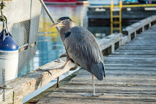 close up portrait of one great blue heron stepping  on the edge of the wooden walkway on the dock near a boat on a sunny morning © Yi