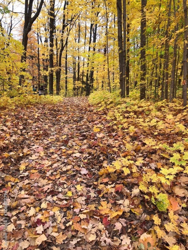 leaves on the ground leaves on the ground