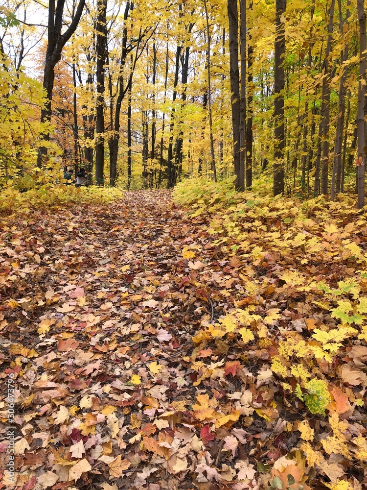 leaves on the ground