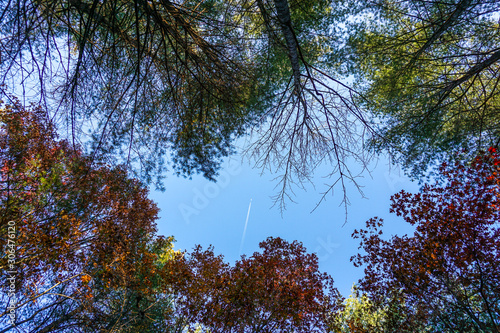 Upward View Fall Leaves in Forest