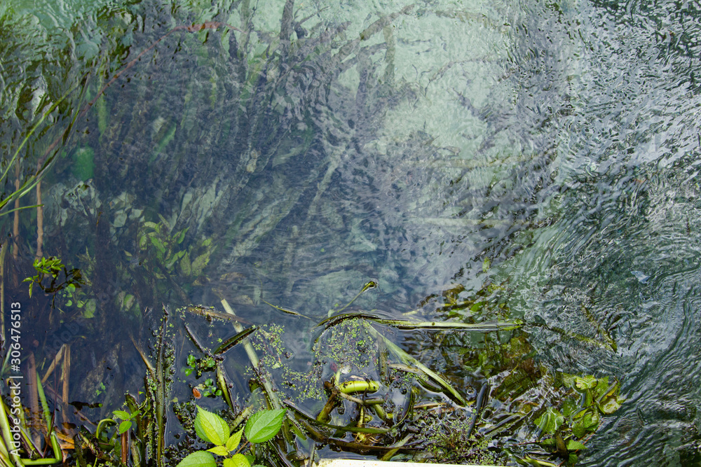 Close-up of Reeds and Water Plants with Duckweed in Blue Water Close-up of Reeds and Water Plants with Duckweed in Blue Water