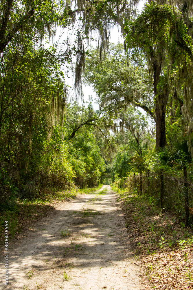Mossy Green Dirt Path in Florida Mossy Green Dirt Path in Florida