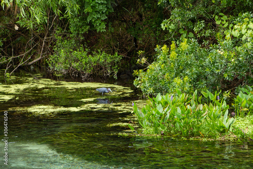 Small Heron Fishing in Marshy Florida River with Trees and Plants