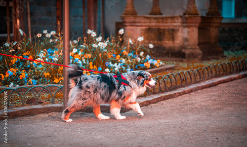 Australian Shepherd dog (aussie) on a lead with colorful flowers in the background. Owner walking pet on street in an autumn colorful day.