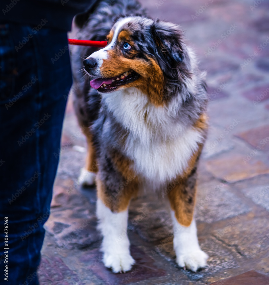 Australian Shepherd dog (aussie) on a red lead. Pet dog walking on street in an autumn colorful day.