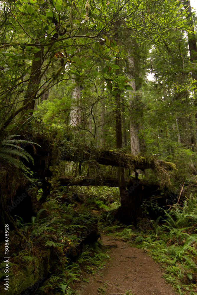 Green Mossy Trees in Ancient Wooded Path with Ferns Green Mossy Trees in Ancient Wooded Path with Ferns