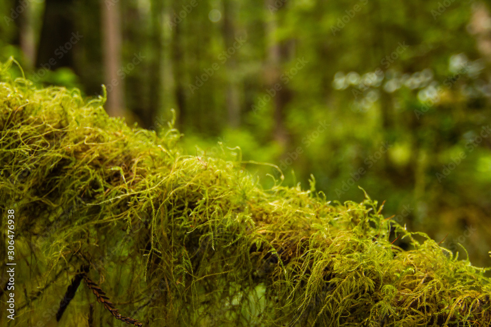 Macro Shot of Green Mosses and Plants Growing on Tree Branch Macro Shot of Green Mosses and Plants Growing on Tree Branch