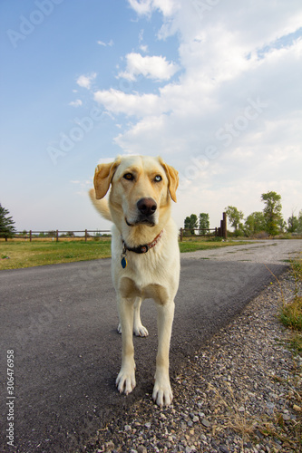 Yellow Lab with Two Different Colored Eyes on Mountain Road
