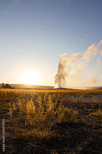 Old Faithful Geyser Exploding in Yellow Field at Sunset