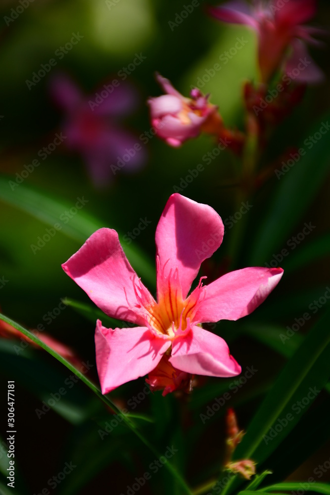 Fototapeta premium red hibiscus flower