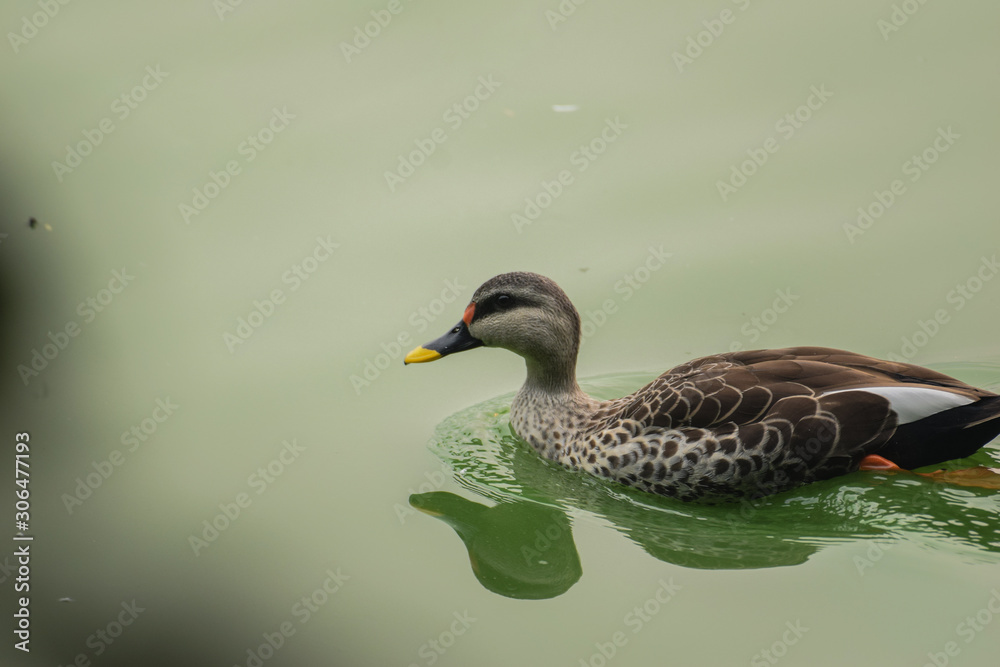 Ducky Ducky